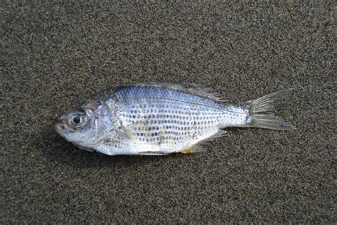 夢見魚是什麼意思|夢見魚